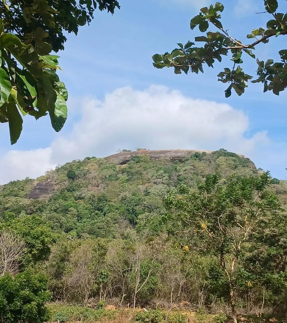 Pidurangala View Treehouse Appartement Sigiriya Accommodatie bij particulieren